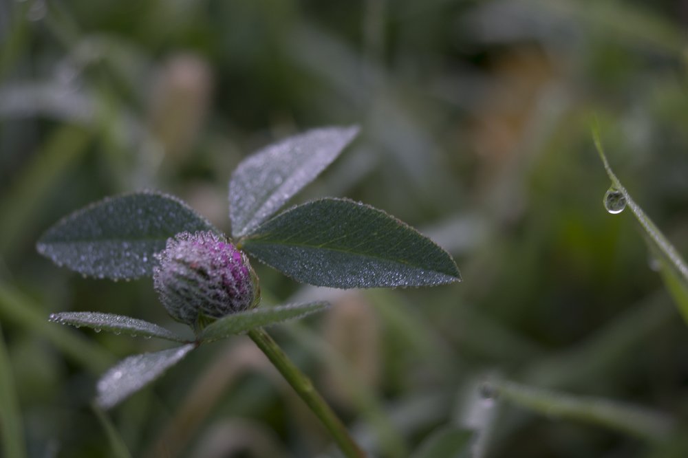 Photograph by Дьяченко Нина