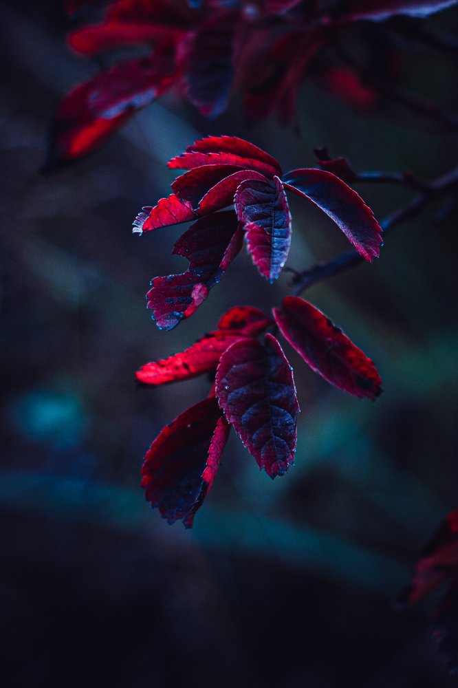 Photograph by Александр Попович