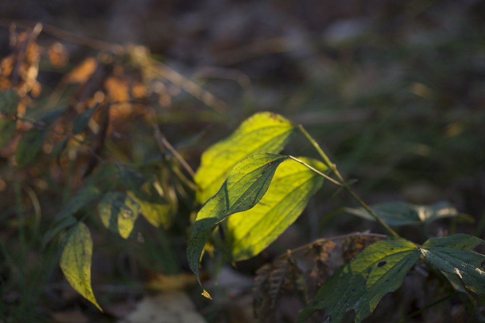 На рассвете