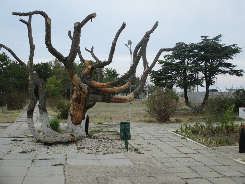 Photograph by Cергей Дубинин