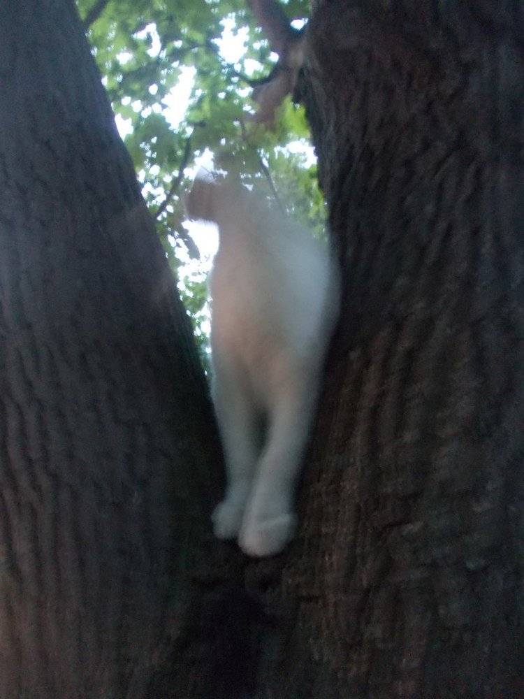 Исчезающая кошачья реальность