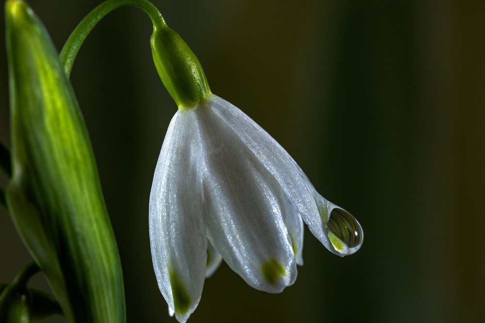 The water drop on the flower