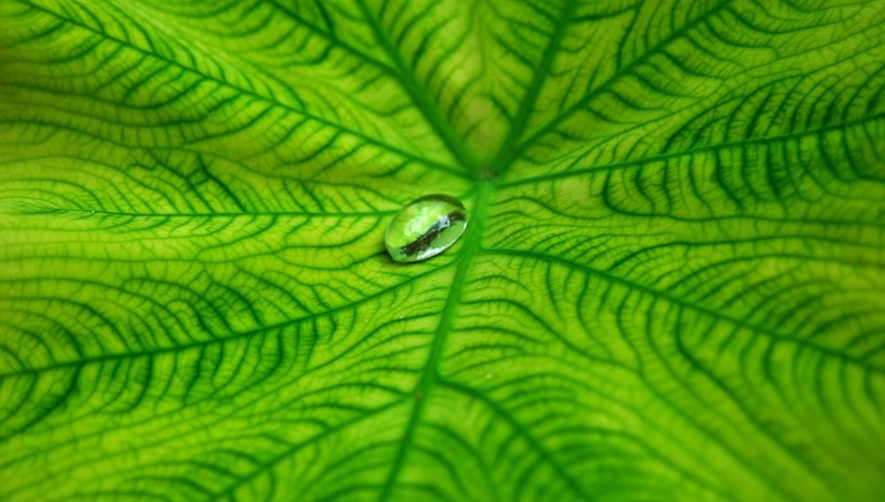 Photograph by Hardeep Solanki