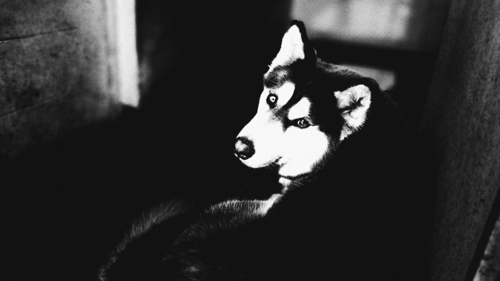 Photo #3772204