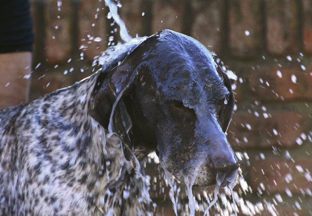 Photograph by Marisa Dovrtel