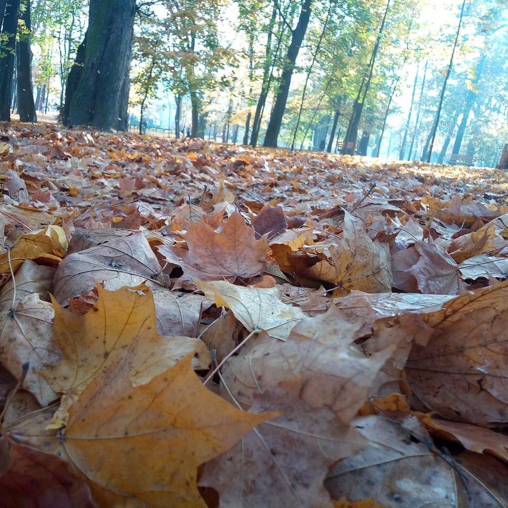 Photograph by Наталія Дронюк