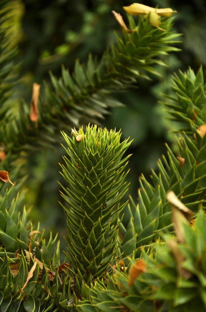 Чилийская Елка