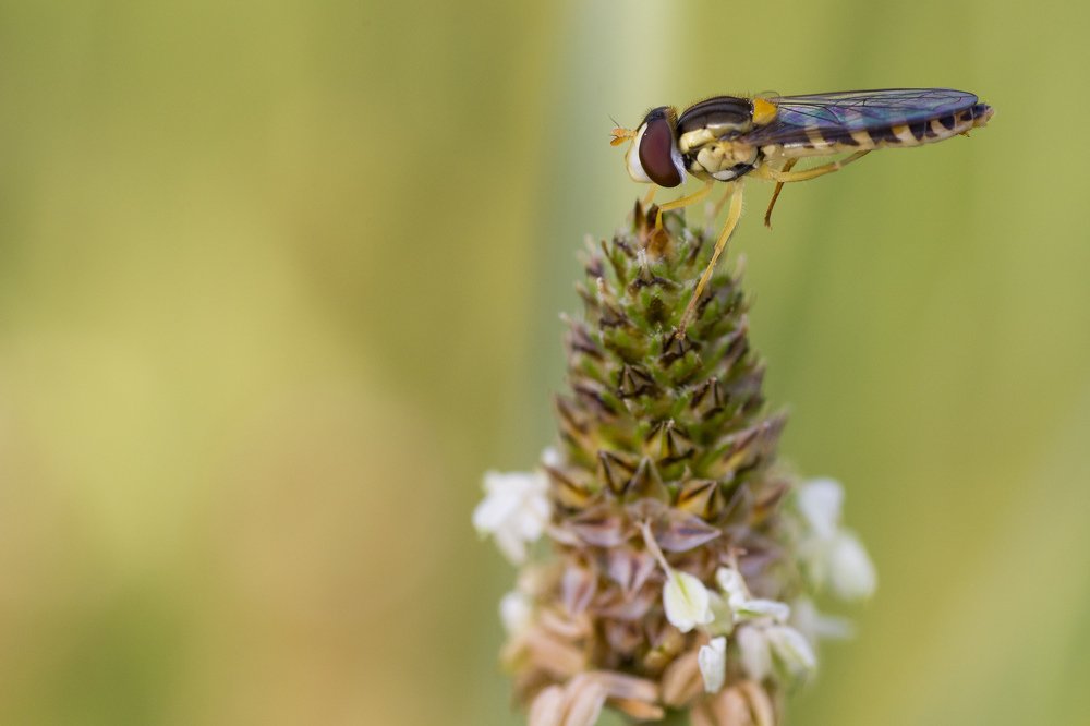 Syrphidae