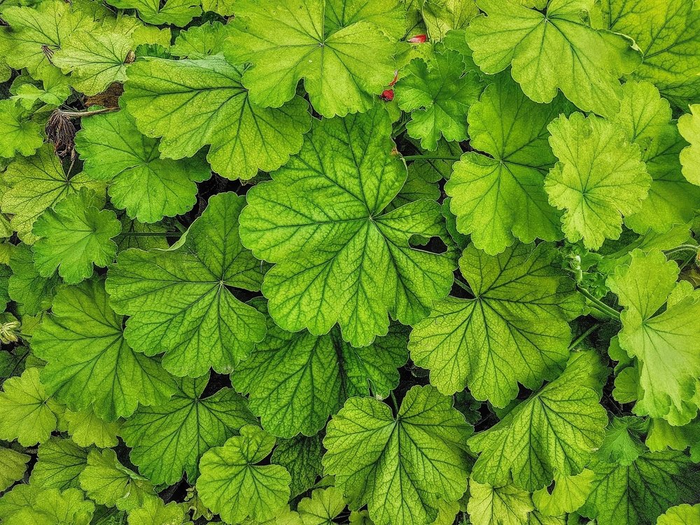 Photograph by Михаил Драйшпиц