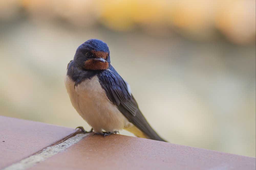 Una golondrina en mi ventana