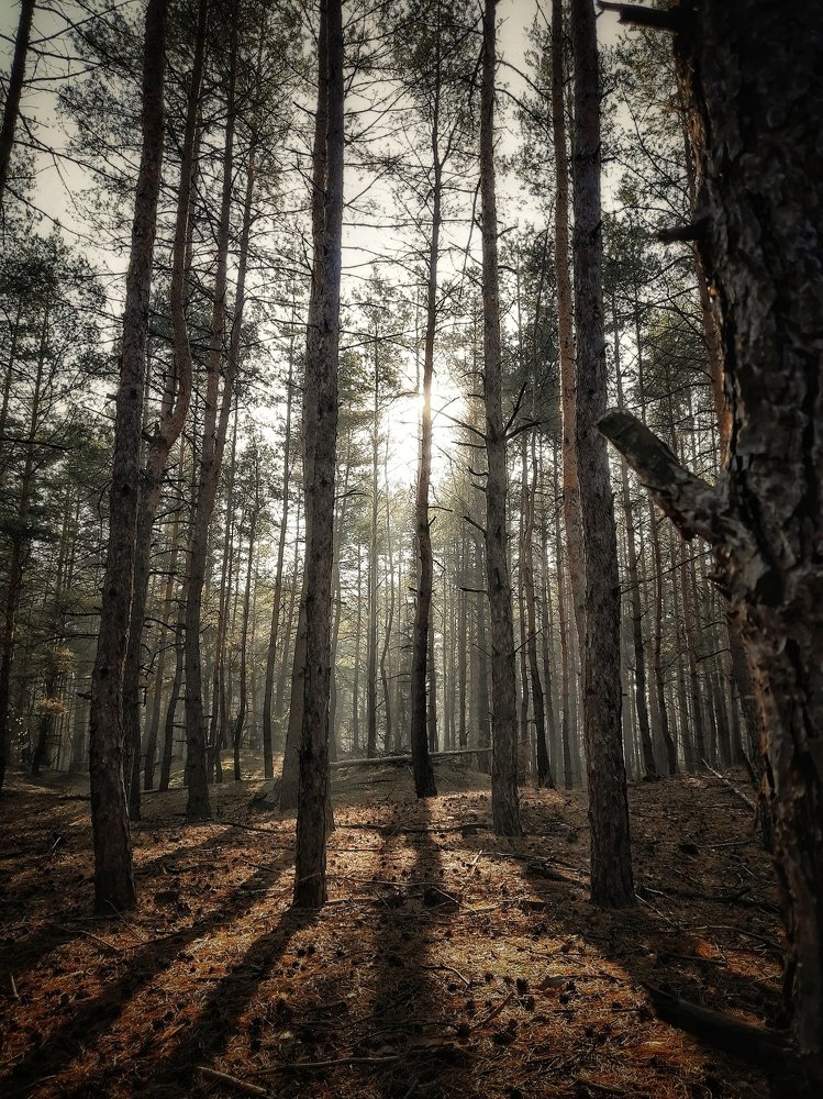 Сосновый лес