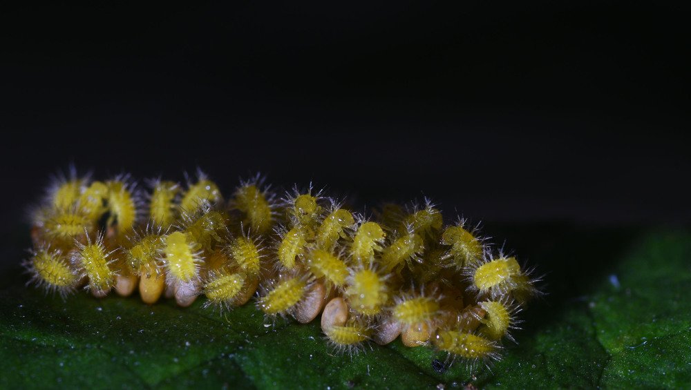 Butterfly eggs........to caterpillar
