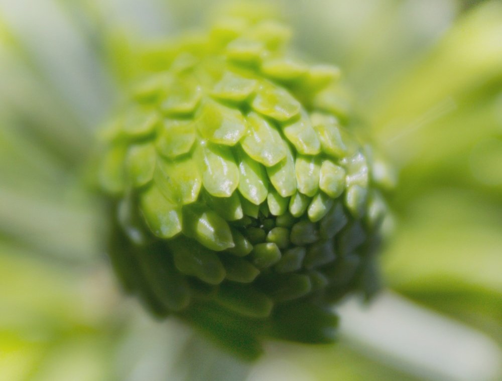 Photograph by Яна Кутателадзе