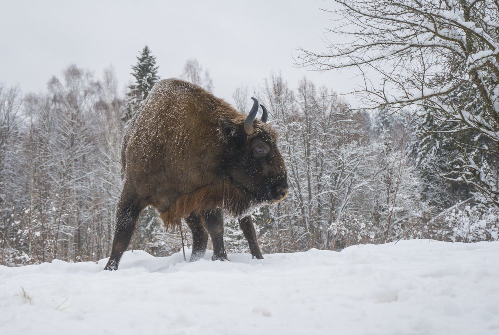 Моя территория