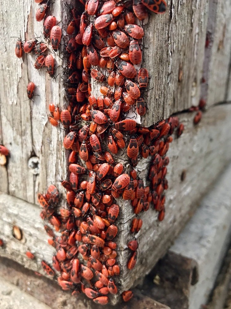 Photograph by Валентина Широбокова