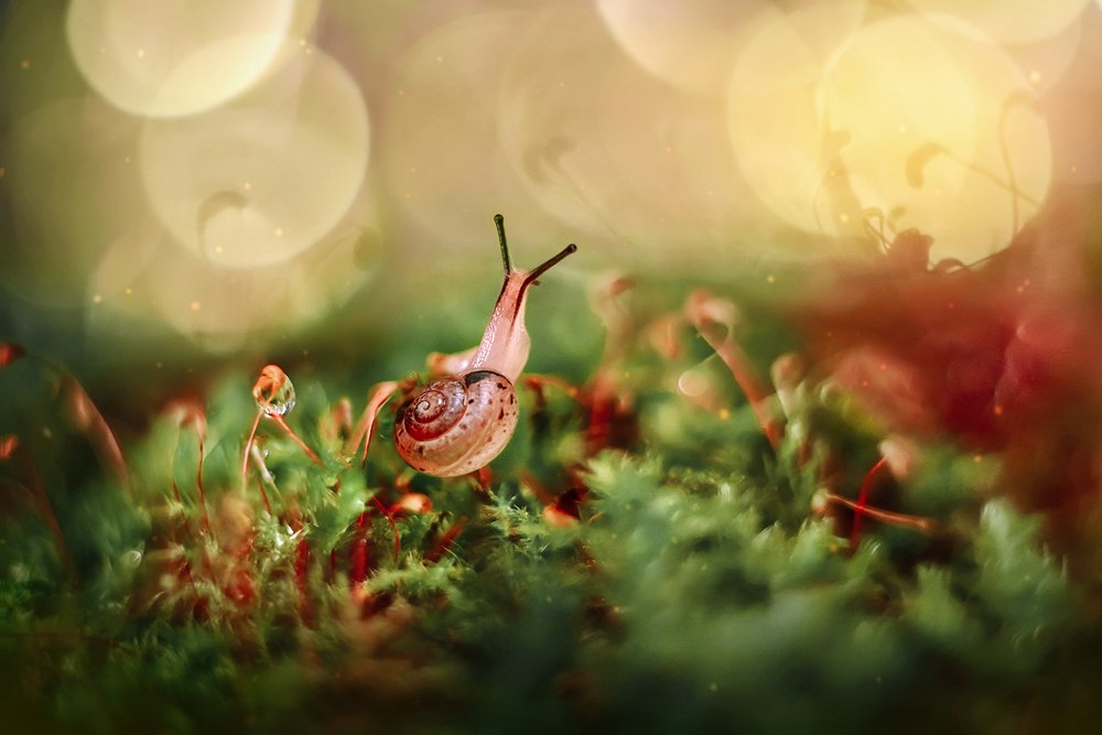 Любопытная