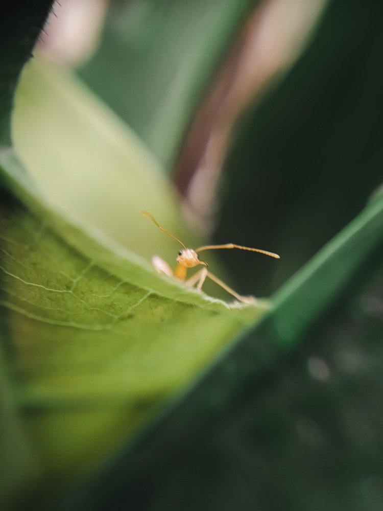 Photograph by Sherwin R. Fuentes