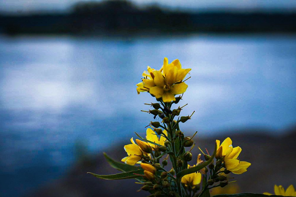 Photograph by Дмитрий Милевский