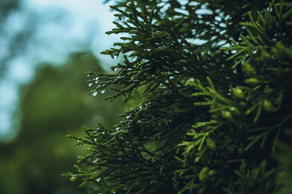 Photograph by Светлана Воскресенская