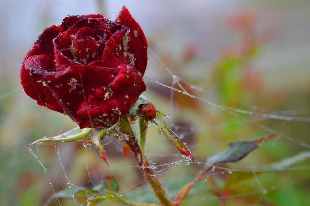 Фотография автора Ирина Якущенко