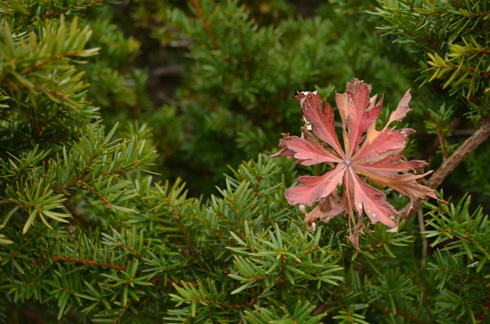 Photograph by Екатерина