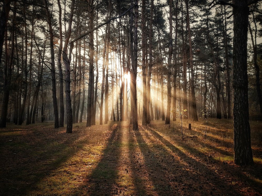 Утро в лесу