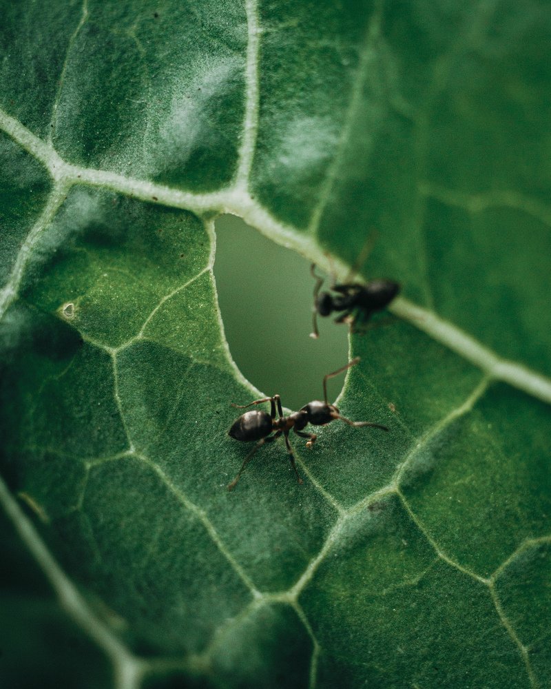 Два муравья