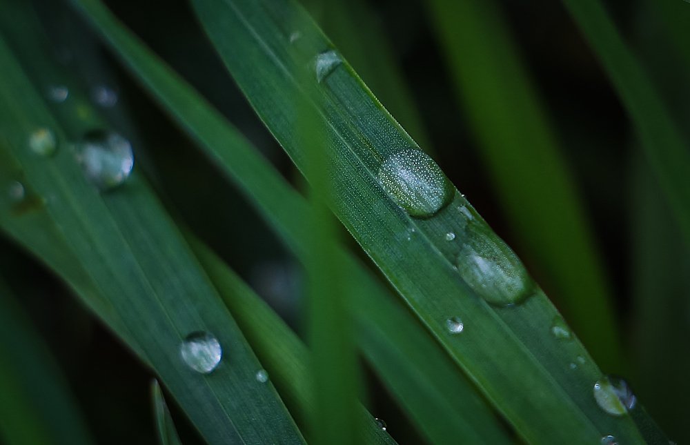 Photograph by Anelly Kremenska