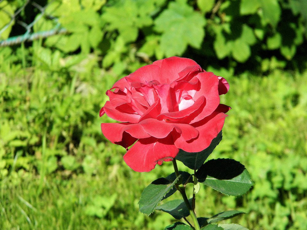 Photograph by Сергей Рапопорт