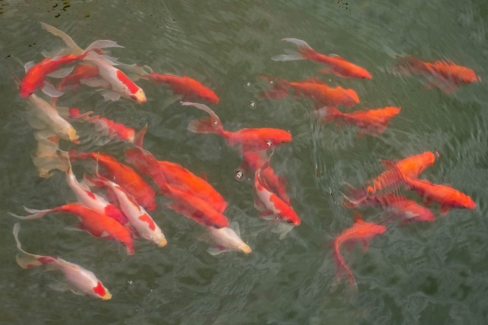 Photograph by Мария Причиненко