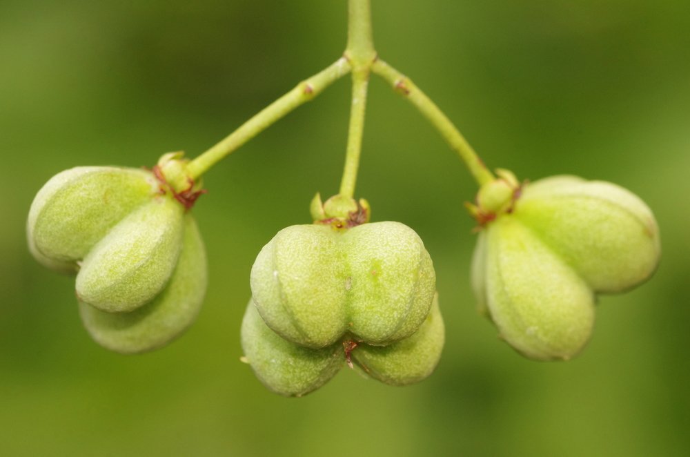 Photograph by Maurizio