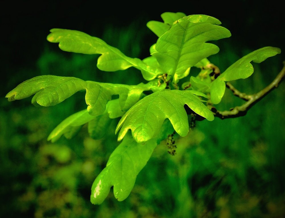 Photograph by Jaroslav Sameš