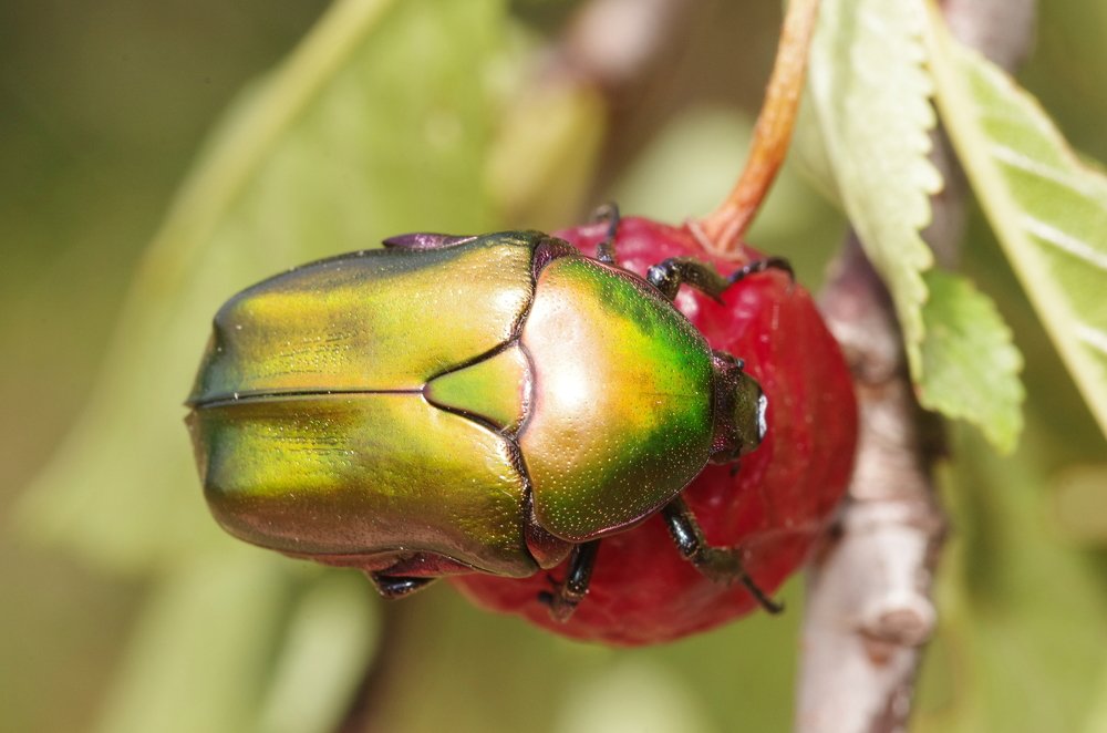 Photograph by Maurizio