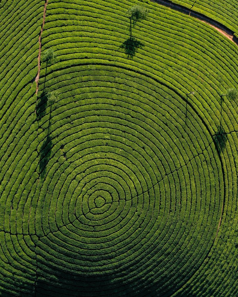 The curves of Munnar..