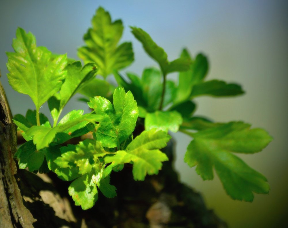 Photograph by Jaroslav Sameš