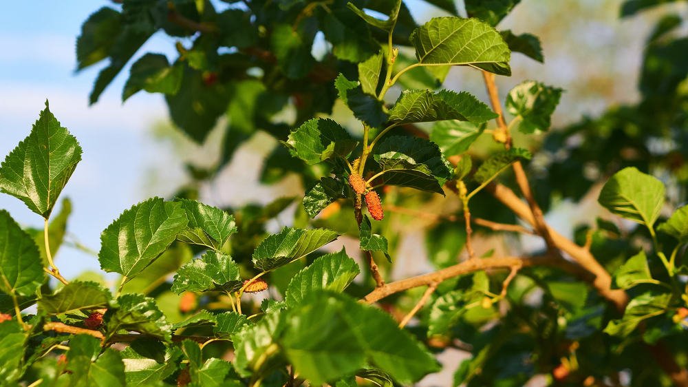 Photograph by ERIKA DE JAGER