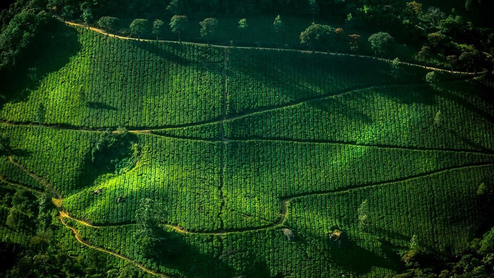 Photograph by Mainak Saha