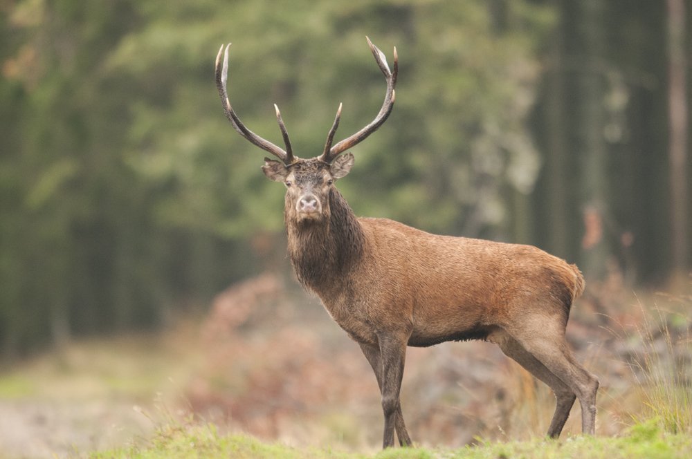 Photograph by Alain Berck