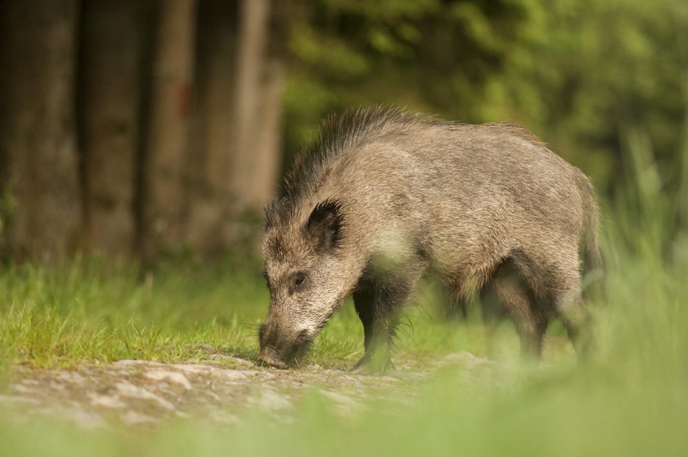 Photograph by Alain Berck