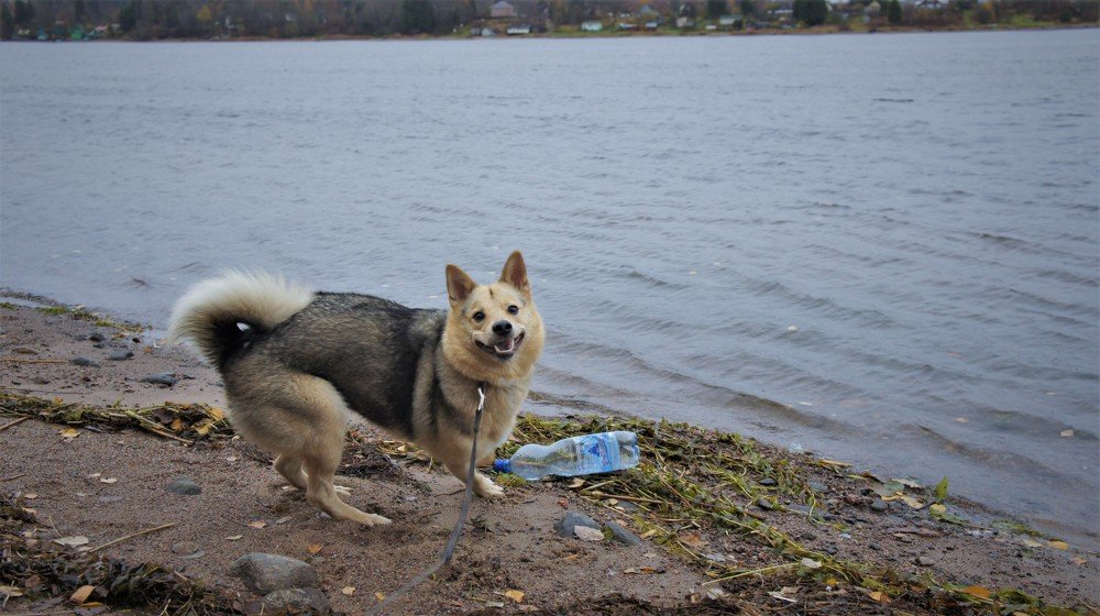 Звездочка Кассиопея - собака улыбака!