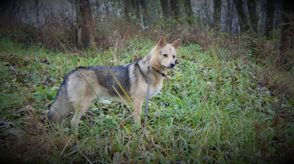 Звездочка Кассиопея - волчица в лесу