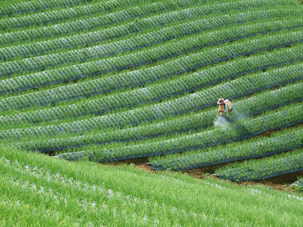 Photograph by yunus muhammad yunus