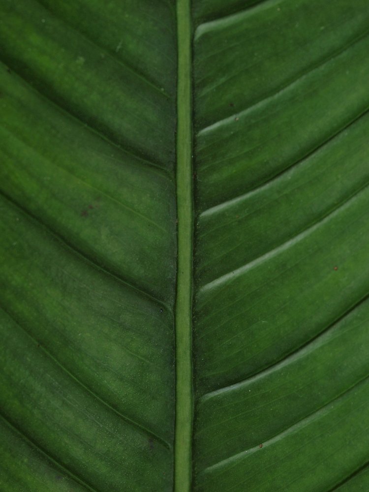 Photograph by yunus muhammad yunus