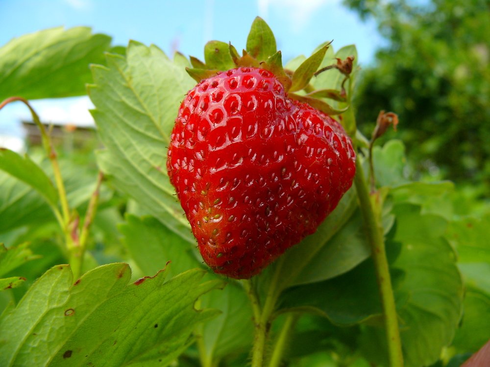 Фотография автора Анатолий Борисов