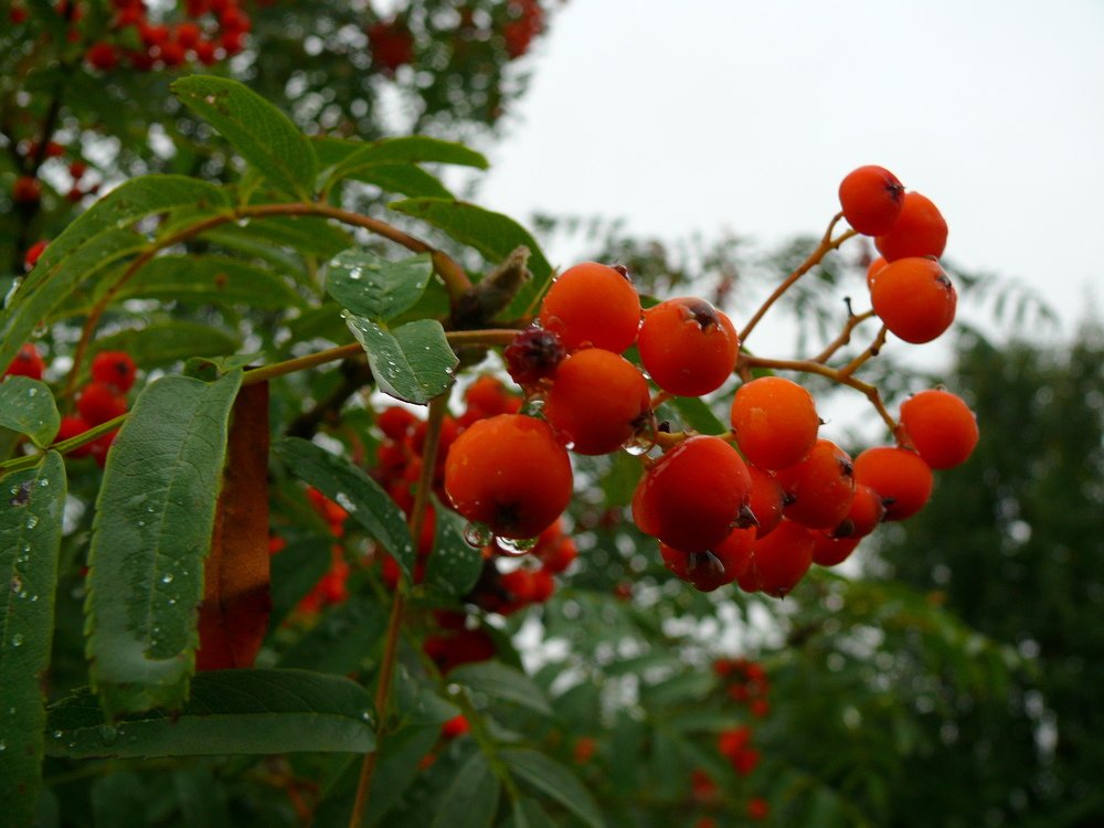 Photograph by 