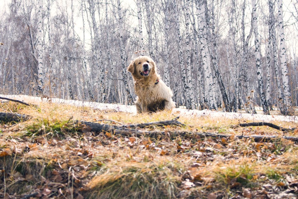 Привет, я Джой