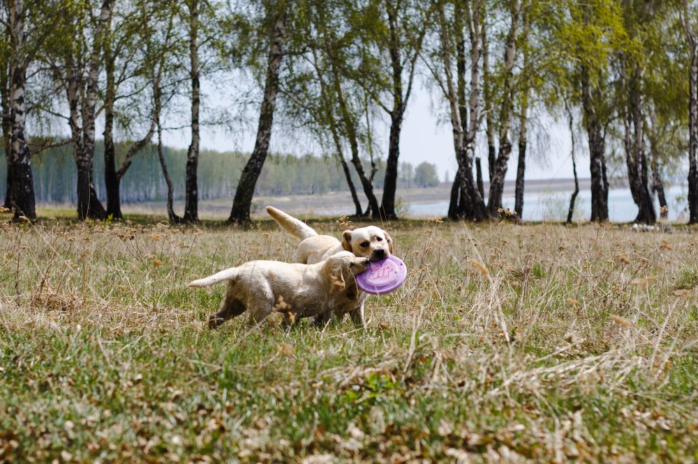 Отдай фрисби