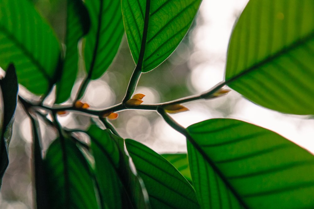 Зеленая сочность Тайланда