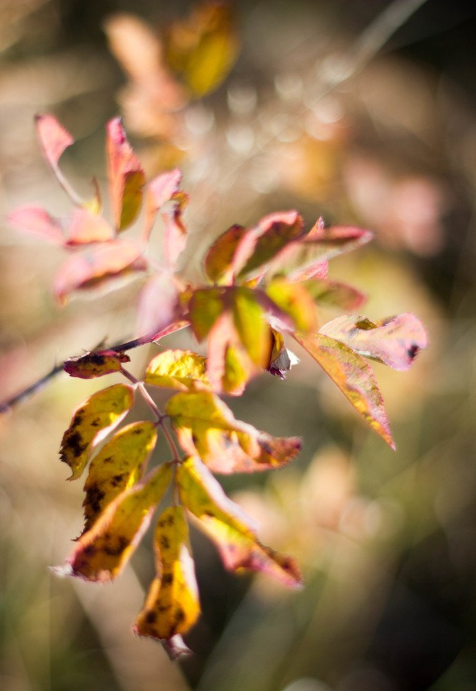 Photograph by Татьяна Моисеева