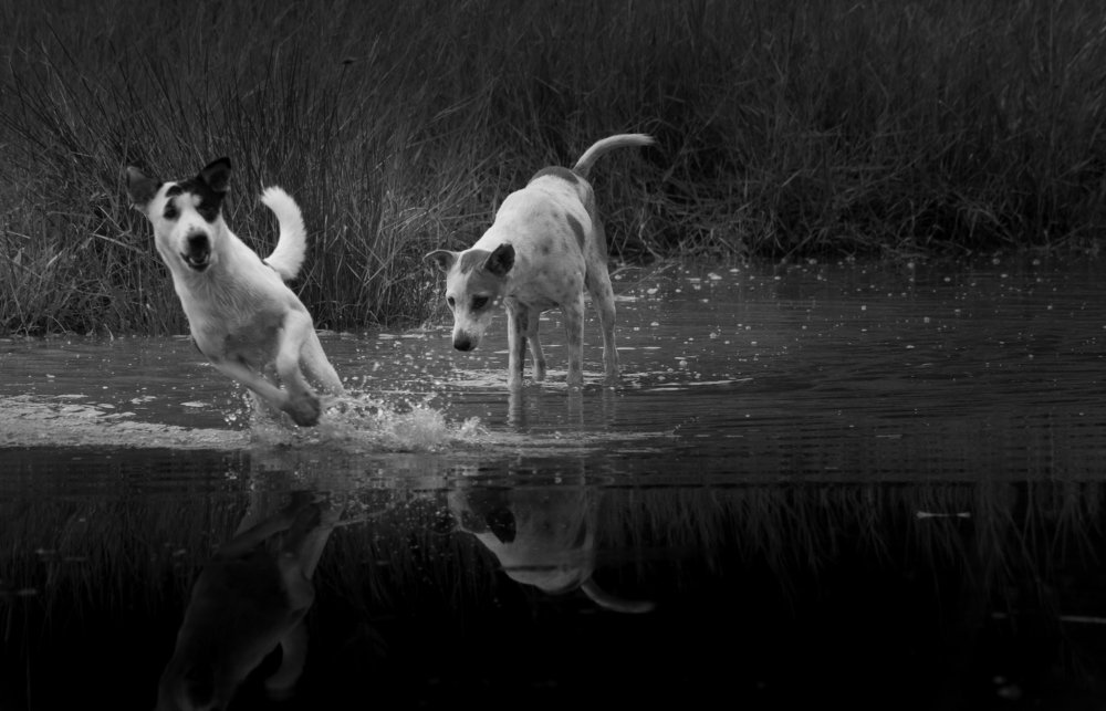 Photograph by Tilan Weerasinghe